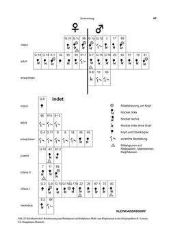 Bild der Seite - 67 - in Das linearbandkeramische Gräberfeld von Kleinhadersdorf