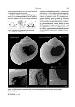 Image of the Page - 145 - in Das linearbandkeramische Gräberfeld von Kleinhadersdorf