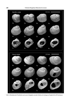 Bild der Seite - 146 - in Das linearbandkeramische Gräberfeld von Kleinhadersdorf