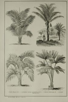 Image of the Page - (000058) - in Pierers Konversations-Lexikon - Ostindien-Rusach, Volume 10