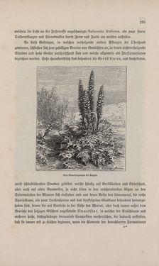 Image of the Page - 195 - in Die österreichisch-ungarische Monarchie in Wort und Bild - Übersichtsband, 1. Abteilung: Naturgeschichtlicher Teil, Volume 2