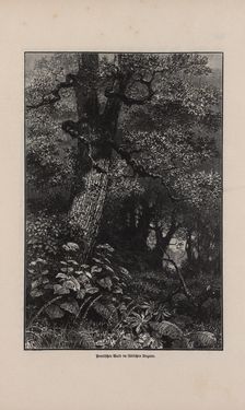 Image of the Page - 207 - in Die österreichisch-ungarische Monarchie in Wort und Bild - Übersichtsband, 1. Abteilung: Naturgeschichtlicher Teil, Volume 2