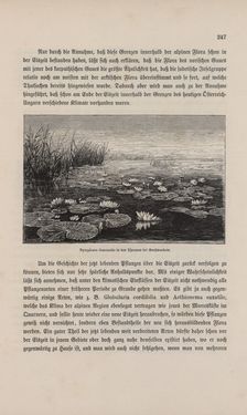 Image of the Page - 247 - in Die österreichisch-ungarische Monarchie in Wort und Bild - Übersichtsband, 1. Abteilung: Naturgeschichtlicher Teil, Volume 2