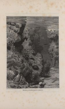 Bild der Seite - 323 - in Die österreichisch-ungarische Monarchie in Wort und Bild - Übersichtsband, 1. Abteilung: Naturgeschichtlicher Teil, Band 2