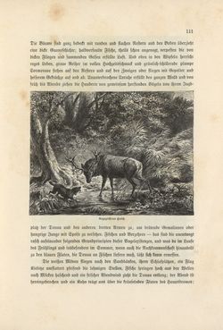 Bild der Seite - 111 - in Die österreichisch-ungarische Monarchie in Wort und Bild - Wien und Niederösterreich, 2. Abteilung: Niederösterreich, Band 4