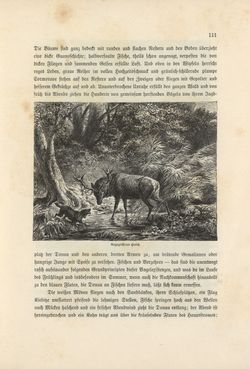 Image of the Page - 111 - in Die österreichisch-ungarische Monarchie in Wort und Bild - Wien und Niederösterreich, 2. Abteilung: Niederösterreich, Volume 4