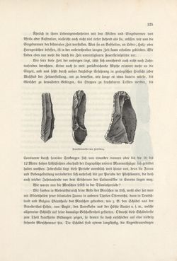 Image of the Page - 125 - in Die österreichisch-ungarische Monarchie in Wort und Bild - Wien und Niederösterreich, 2. Abteilung: Niederösterreich, Volume 4