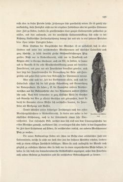 Image of the Page - 127 - in Die österreichisch-ungarische Monarchie in Wort und Bild - Wien und Niederösterreich, 2. Abteilung: Niederösterreich, Volume 4