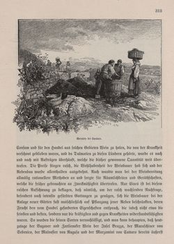 Bild der Seite - 313 - in Die österreichisch-ungarische Monarchie in Wort und Bild - Dalmatien, Band 11