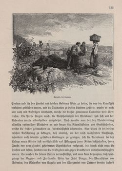 Image of the Page - 313 - in Die österreichisch-ungarische Monarchie in Wort und Bild - Dalmatien, Volume 11