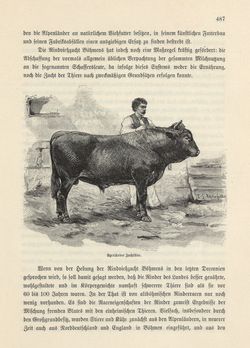 Image of the Page - 487 - in Die österreichisch-ungarische Monarchie in Wort und Bild - Böhmen (2), Volume 15