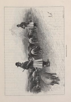 Bild der Seite - 303 - in Die österreichisch-ungarische Monarchie in Wort und Bild - Ungarn (4), Band 16