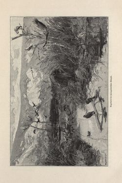 Image of the Page - 31 - in Die österreichisch-ungarische Monarchie in Wort und Bild - Bosnien und Herzegowina, Volume 22