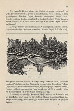 Image of the Page - 35 - in Die österreichisch-ungarische Monarchie in Wort und Bild - Bosnien und Herzegowina, Volume 22