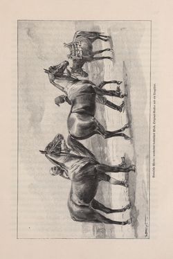 Image of the Page - 449 - in Die österreichisch-ungarische Monarchie in Wort und Bild - Bosnien und Herzegowina, Volume 22