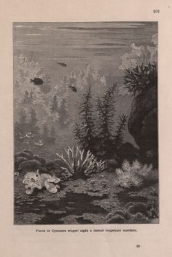 Image of the Page - 201 - in Az Osztrák-Magyar Monarchia írásban és képben - Bevezetö Kötet (I), Volume 2