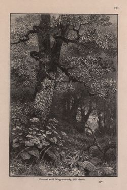 Bild der Seite - 211 - in Az Osztrák-Magyar Monarchia írásban és képben - Bevezetö Kötet (I), Band 2