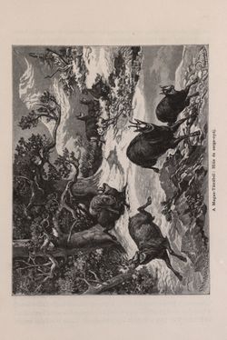 Bild der Seite - 269 - in Az Osztrák-Magyar Monarchia írásban és képben - Bevezetö Kötet (I), Band 2