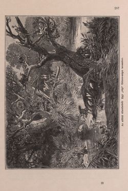 Bild der Seite - 297 - in Az Osztrák-Magyar Monarchia írásban és képben - Bevezetö Kötet (I), Band 2