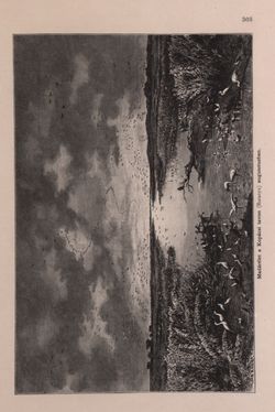 Image of the Page - 303 - in Az Osztrák-Magyar Monarchia írásban és képben - Bevezetö Kötet (I), Volume 2