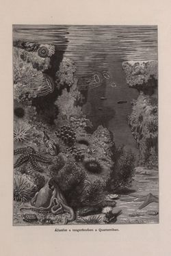 Bild der Seite - 333 - in Az Osztrák-Magyar Monarchia írásban és képben - Bevezetö Kötet (I), Band 2