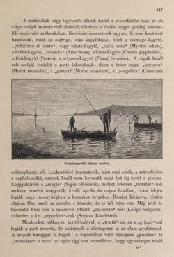 Image of the Page - 347 - in Az Osztrák-Magyar Monarchia írásban és képben - Az Osztrák Tengermellék és Dalmáczia (Tengermellék), Volume 10