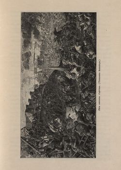 Bild der Seite - 471 - in Az Osztrák-Magyar Monarchia írásban és képben,  - Az Osztrák Tengermellék és Dalmáczia (Dalmáczia), Band 11