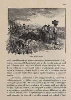 Image of the Page - 693 - in Az Osztrák-Magyar Monarchia írásban és képben,  - Az Osztrák Tengermellék és Dalmáczia (Dalmáczia), Volume 11