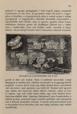 Image of the Page - 125 - in Az Osztrák-Magyar Monarchia írásban és képben - Tirol és Vorarlberg (1), Volume 13/1