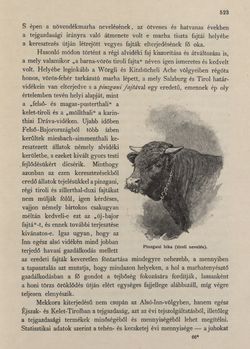 Bild der Seite - 523 - in Az Osztrák-Magyar Monarchia írásban és képben - Tirol és Vorarlberg (2), Band 13/2