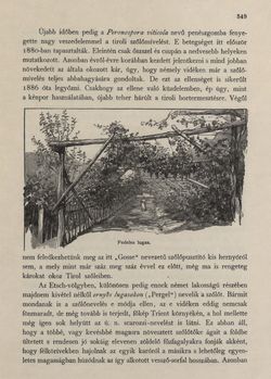 Image of the Page - 549 - in Az Osztrák-Magyar Monarchia írásban és képben - Tirol és Vorarlberg (2), Volume 13/2