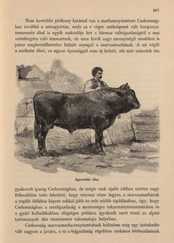 Bild der Seite - 487 - in Az Osztrák-Magyar Monarchia írásban és képben - Csehország II (2), Band 15/2