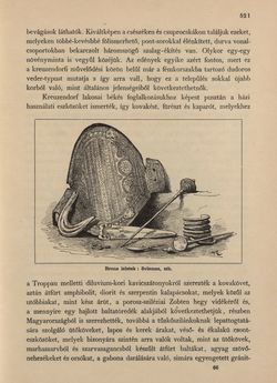 Image of the Page - 521 - in Az Osztrák-Magyar Monarchia írásban és képben - Morvaország és Szilézia (Szilézia), Volume 17/2