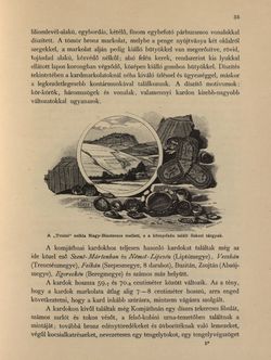 Bild der Seite - 35 - in Az Osztrák-Magyar Monarchia írásban és képben - Magyarország V (1), Band 18