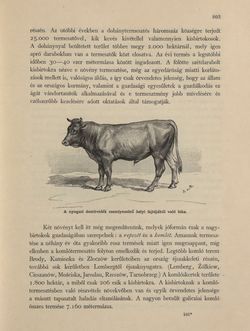 Bild der Seite - 803 - in Az Osztrák-Magyar Monarchia írásban és képben - Galiczia (2), Band 19/2