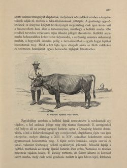 Image of the Page - 807 - in Az Osztrák-Magyar Monarchia írásban és képben - Galiczia (2), Volume 19/2