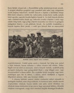 Image of the Page - 191 - in Az Osztrák-Magyar Monarchia írásban és képben - Bukovina, Volume 20