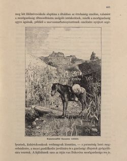 Image of the Page - 461 - in Az Osztrák-Magyar Monarchia írásban és képben - Bukovina, Volume 20