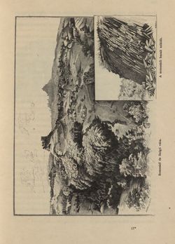 Bild der Seite - 131 - in Az Osztrák-Magyar Monarchia írásban és képben - Magyarország V (II), Band 21