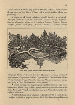 Bild der Seite - 35 - in Az Osztrák-Magyar Monarchia írásban és képben - Bosznia és Hercegovina, Band 22