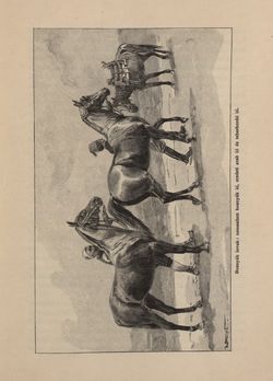 Image of the Page - 445 - in Az Osztrák-Magyar Monarchia írásban és képben - Bosznia és Hercegovina, Volume 22