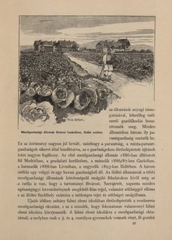 Image of the Page - 449 - in Az Osztrák-Magyar Monarchia írásban és képben - Bosznia és Hercegovina, Volume 22