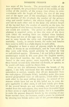 Image of the Page - 39 - in The Origin of Species