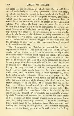 Bild der Seite - 240 - in The Origin of Species