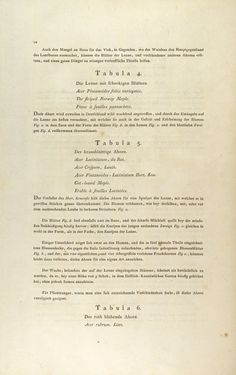 Image of the Page - 10 - in Österreichs allgemeine Baumzucht - Abbildungen in- und ausländischer Bäume und Sträucher, deren Anpflanzung in Österreich möglich und nützlich ist