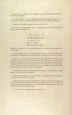 Image of the Page - 14 - in Österreichs allgemeine Baumzucht - Abbildungen in- und ausländischer Bäume und Sträucher, deren Anpflanzung in Österreich möglich und nützlich ist