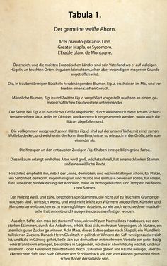 Bild der Seite - (00000034) - in Österreichs allgemeine Baumzucht - Abbildungen in- und ausländischer Bäume und Sträucher, deren Anpflanzung in Österreich möglich und nützlich ist
