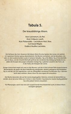 Bild der Seite - (00000042) - in Österreichs allgemeine Baumzucht - Abbildungen in- und ausländischer Bäume und Sträucher, deren Anpflanzung in Österreich möglich und nützlich ist
