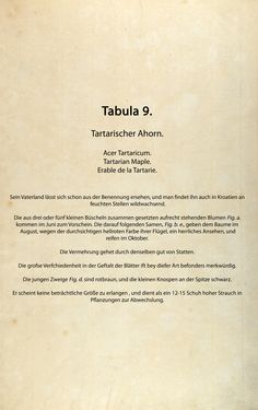 Image of the Page - (00000050) - in Österreichs allgemeine Baumzucht - Abbildungen in- und ausländischer Bäume und Sträucher, deren Anpflanzung in Österreich möglich und nützlich ist