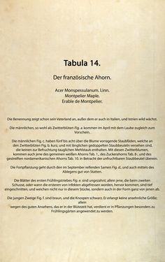 Bild der Seite - (00000060) - in Österreichs allgemeine Baumzucht - Abbildungen in- und ausländischer Bäume und Sträucher, deren Anpflanzung in Österreich möglich und nützlich ist